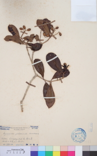 Specimen thumbnail